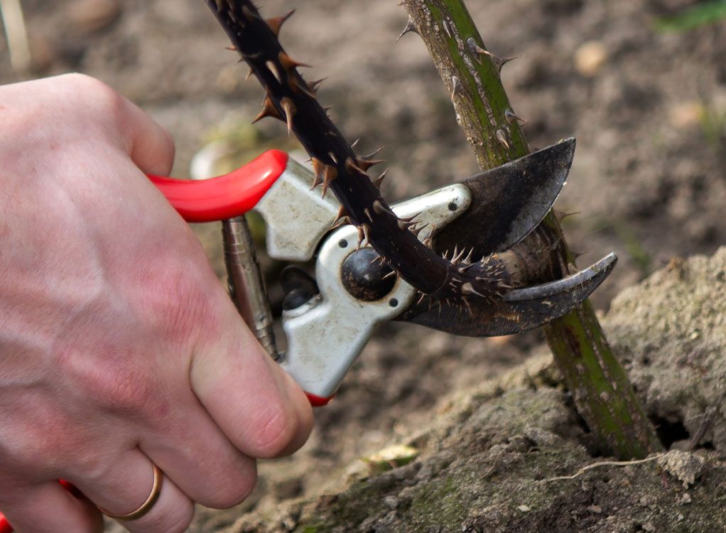 Schnitt und Pflege von Rosen