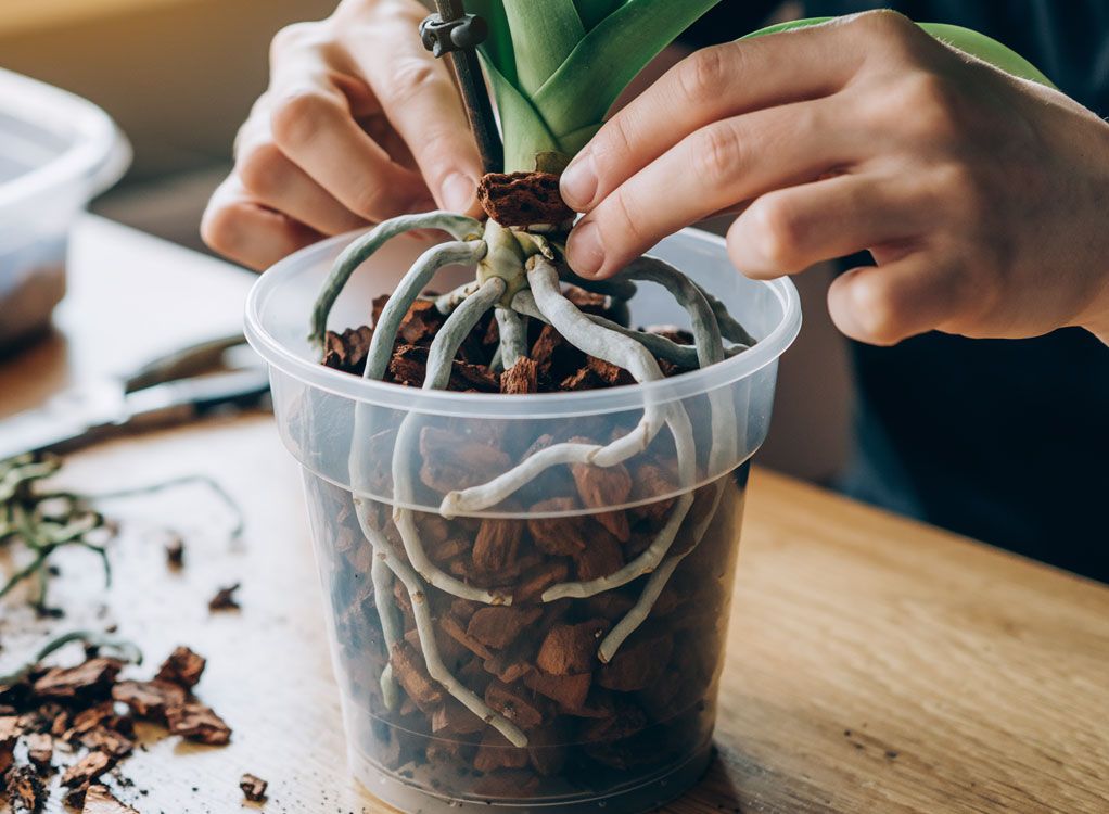 Orchideen umtopfen
