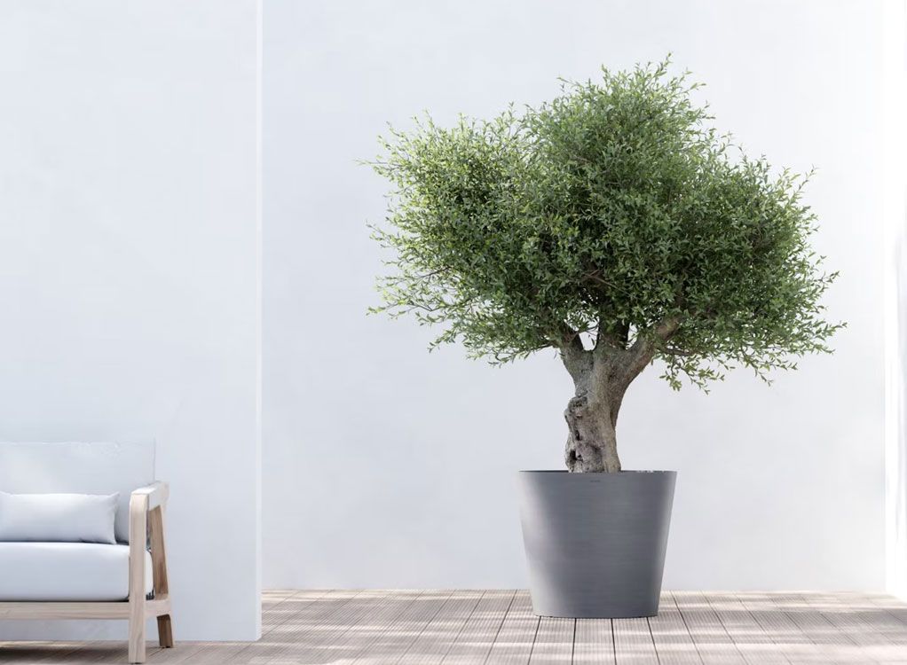 Produktdemo EcoPots; nachhaltige Pflanzgefässe