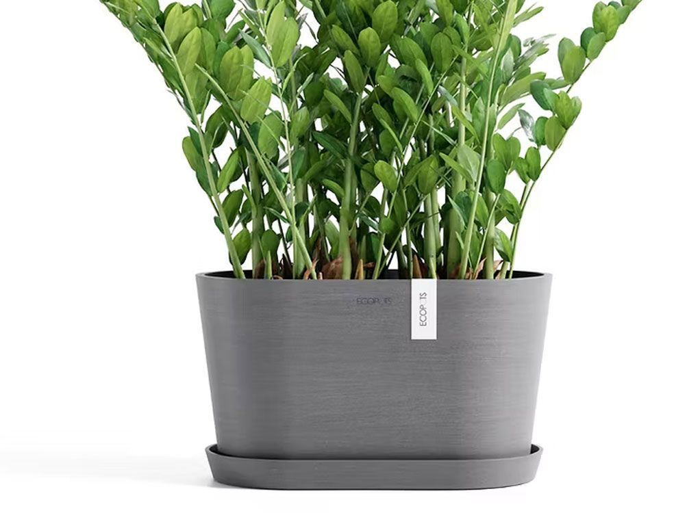 Produktdemo EcoPots; nachhaltige Pflanzgefässe