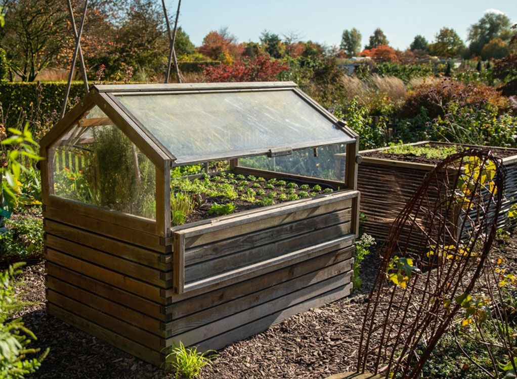 Erster im Beet:  Starke Gemüse Setzlinge