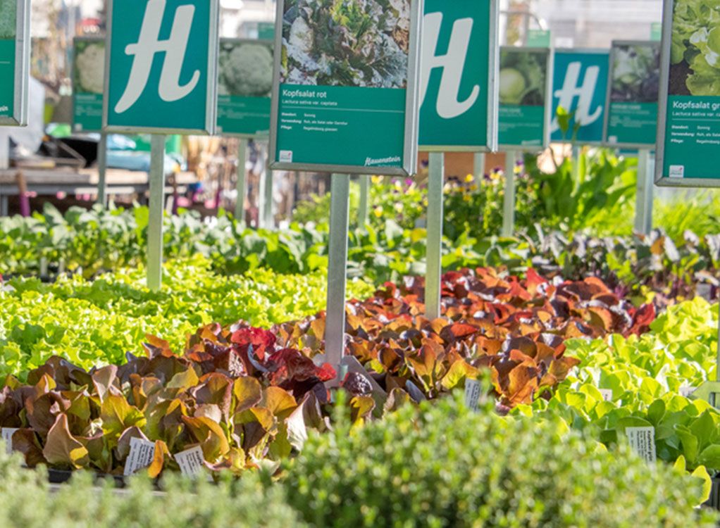 Erster im Beet:  Starke Gemüse Setzlinge