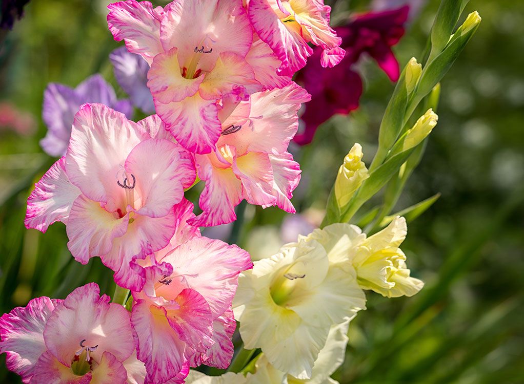 Tolle Knolle: Dahlien, Gladiolen und Lilien jetzt pflanzen.