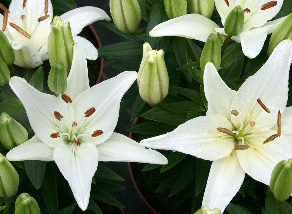 Tolle Knolle: Dahlien, Gladiolen und Lilien jetzt pflanzen.