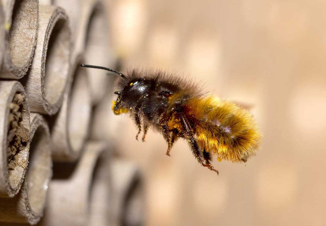 Wildbienen und Nisthilfen
