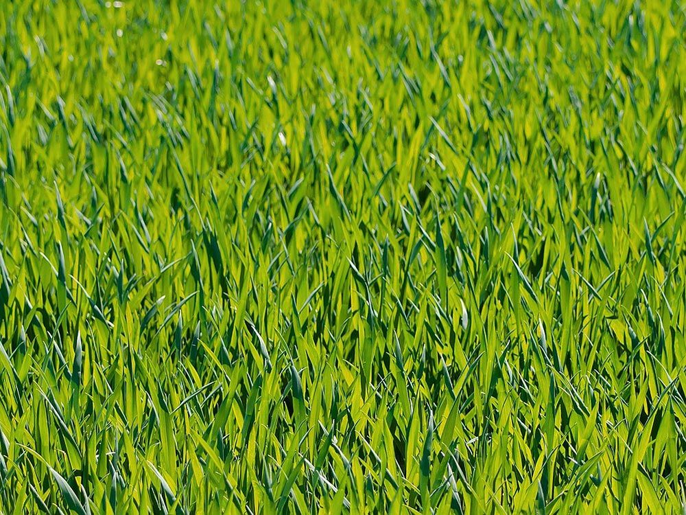 Fachberatung Rasen und Begrünung