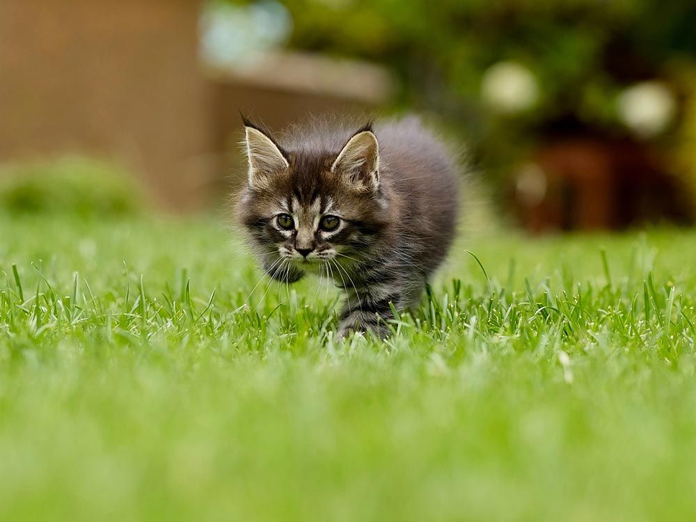 Fachberatung Rasen und Begrünung
