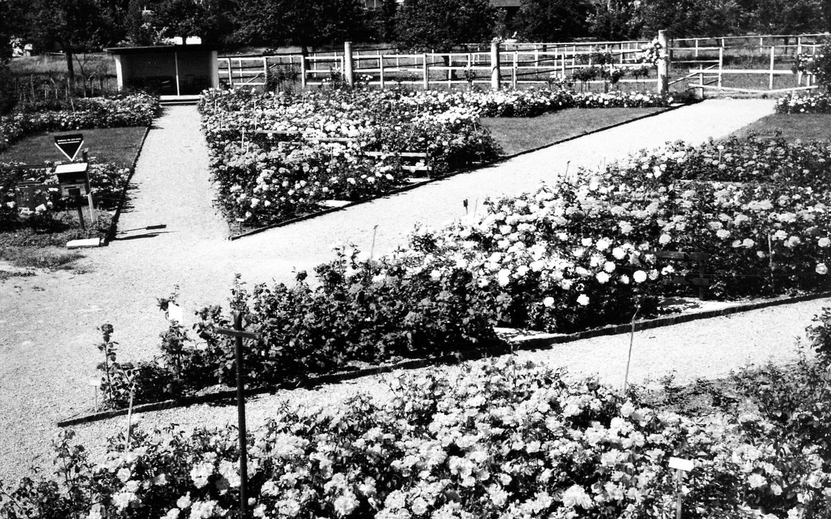 66 Jahre Jubiläum Gartencenter Hauenstein in Rafz. Feiern Sie mit uns.