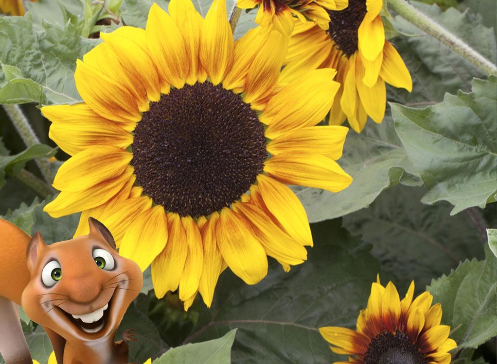 Kinderkurs: Sonnenblumen Eddie-Kurse speziell für Kinder von 6 bis 10 Jahren