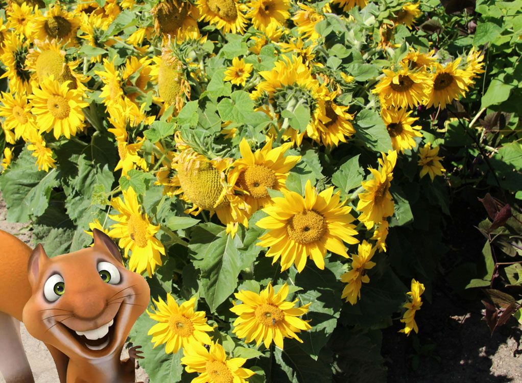 Kinderkurs: Sonnenblumen Eddie-Kurse speziell für Kinder von 6 bis 10 Jahren
