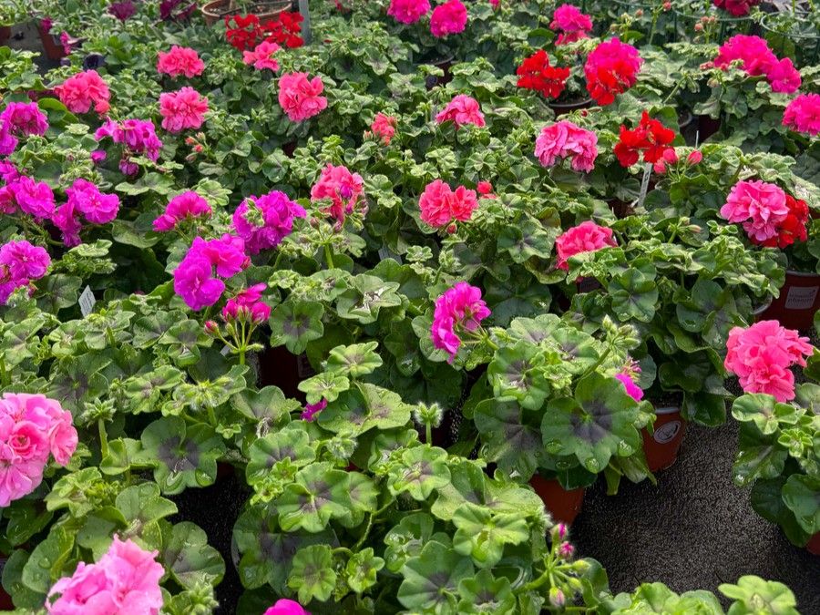 Geranienkisten bepflanzen