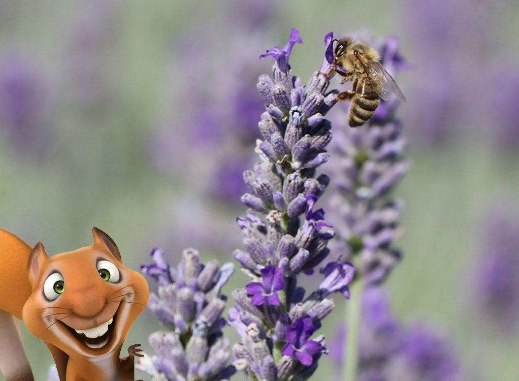 Eddie Kinderkurs: Lavendel Duftpflanzen