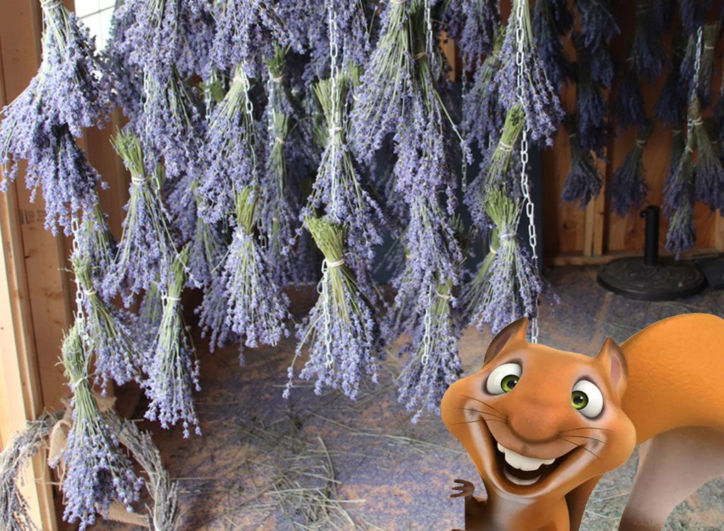 Eddie Kinderkurs: Lavendel Duftpflanzen