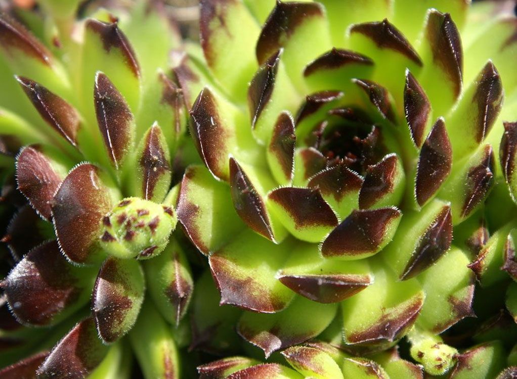 Schildkröte aus Hauswurz: Bepflanzung selber machen