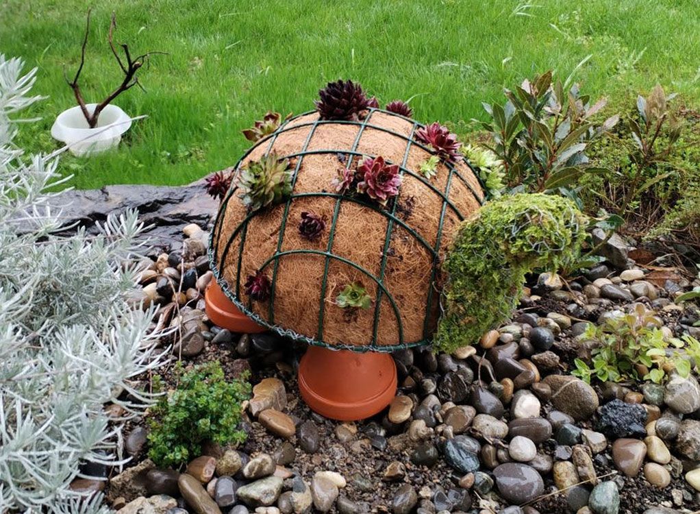 Schildkröte aus Hauswurz: Bepflanzung selber machen