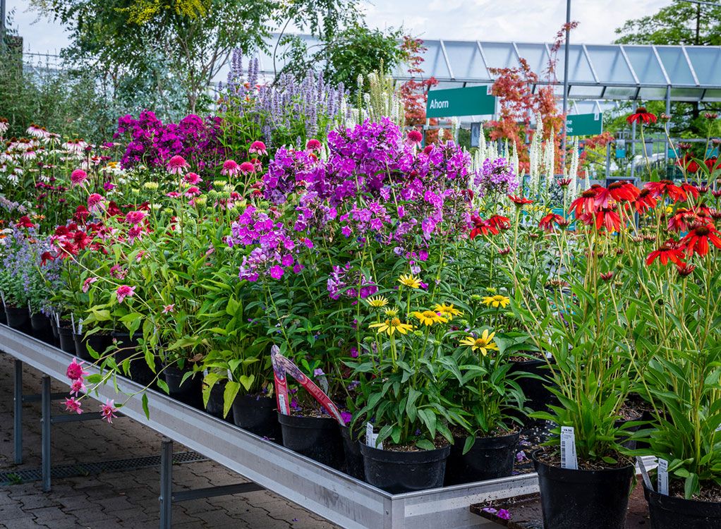 Prachtstauden: grosse Wirkung, wenig Aufwand