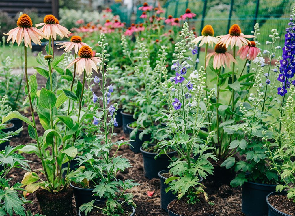 Prachtstauden: grosse Wirkung, wenig Aufwand