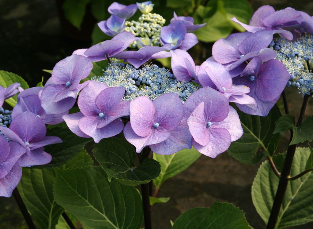 Hortensien: Die heimliche Königin des Gartens