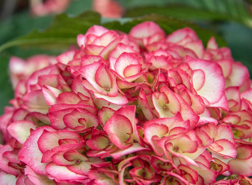 Hortensien: Die heimliche Königin des Gartens