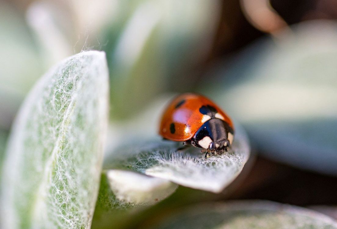 Biologischer Pflanzenschutz für den naturnahen Garten