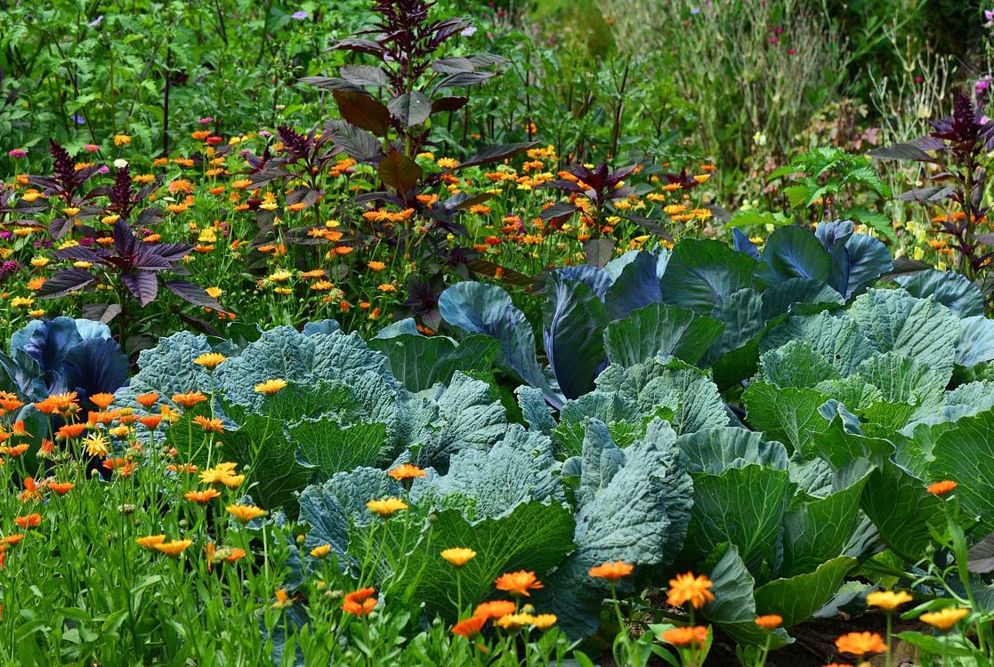 Biologischer Pflanzenschutz für den naturnahen Garten