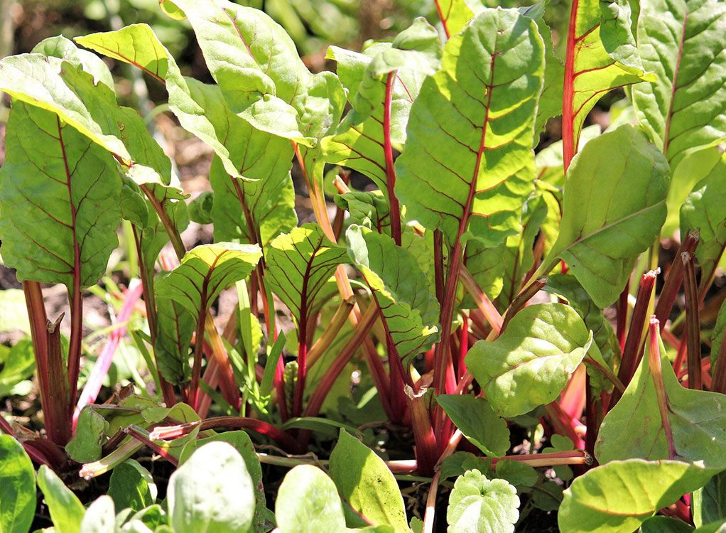 Pflanzenernährung. Düngen, ohne die Umwelt zu belasten.