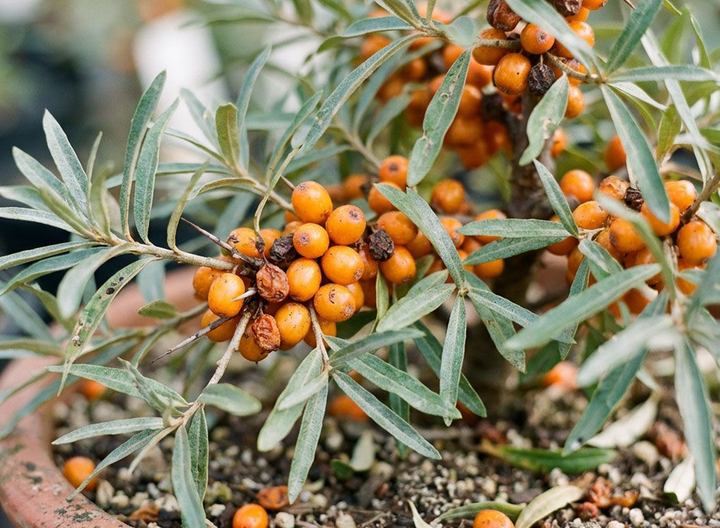 Obst: Ernte und Pflanzzeit