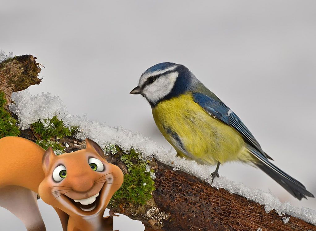 Eddie-Kurs: Tiere im Winter