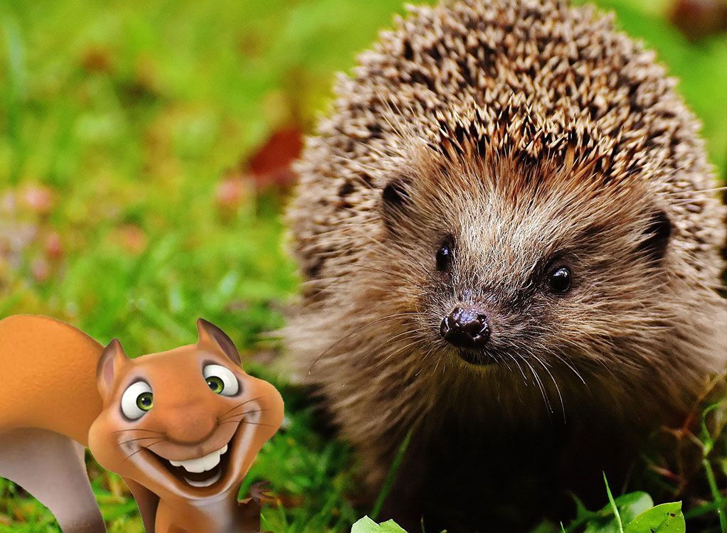 Eddie-Kurs: Tiere im Winter