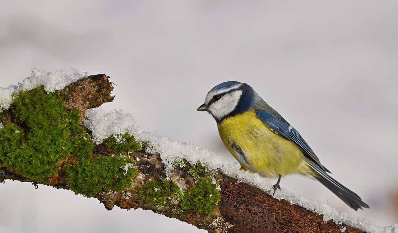 Eddie-Kurs: Tiere im Winter