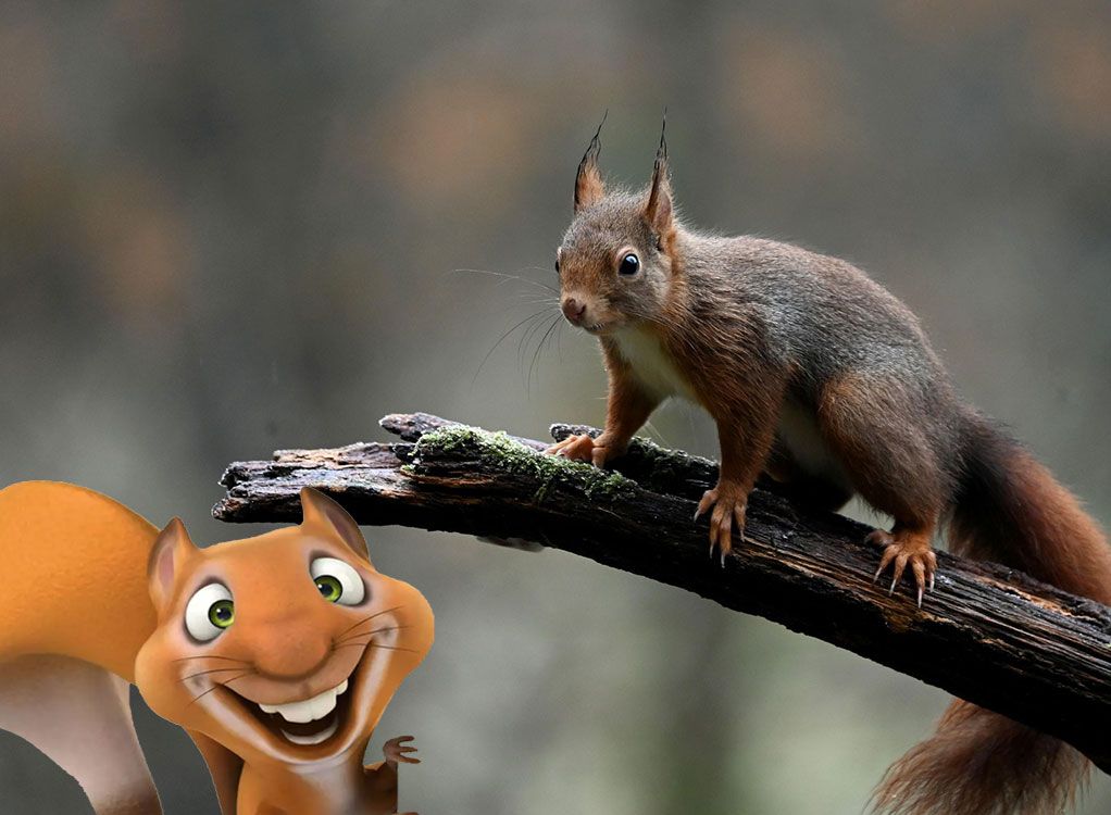 Eddie-Kurs: Tiere im Winter