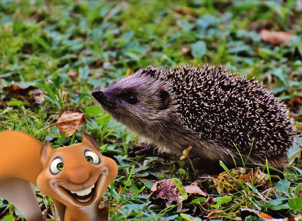 Eddie-Kurs: Tiere im Winter