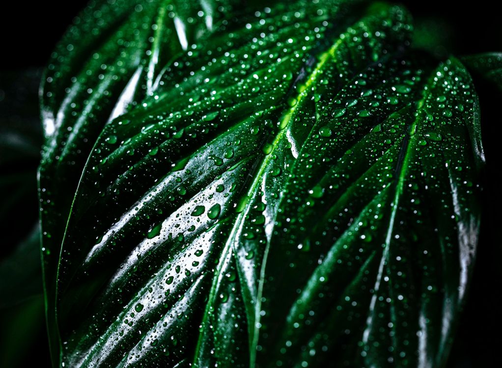 Hydrokultur, LongTime, Blähton – klingt kompliziert?  Ist es nicht!