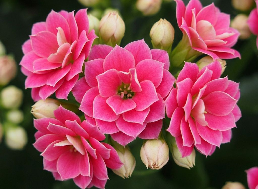 Kalanchoe-Highlight: Neue Sorten für Balkon und Garten