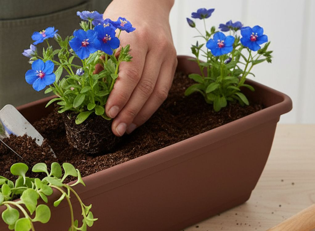 Geranienkisten bepflanzen