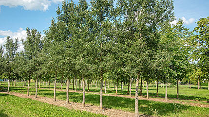 Immergrüne Hochstämme