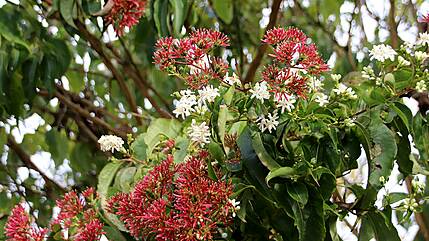 Insektennährgehölze