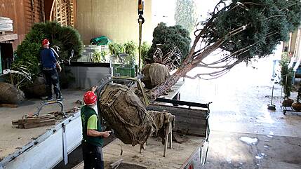 Verladen von grossen Bäumen