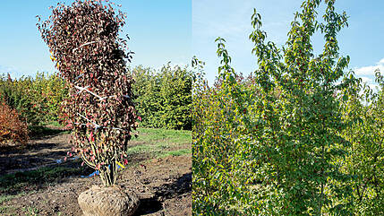 Einheimisches in starker Qualität
