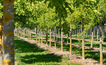 Die Hauenstein-Preisliste