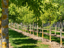 Die Hauenstein-Preisliste