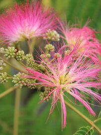 Albizia julibrissin Rosea