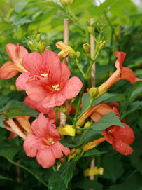 Campsis tagliabuana Mme Galen