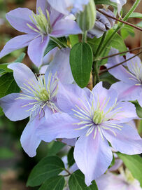 Clematis Prince Charles