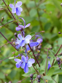 Clerodendron ugandense