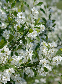 Exochorda giraldii var wilsonii