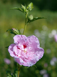 Hibiscus syriacus Lavender Chiffon