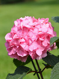 Hydrangea macrophylla BloomStar