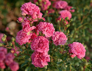 Zitate und Sprichwörter zu Blumen, Pflanzen und dem Garten