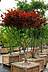 Acer palm Red Emperor - Japanischer Fächer-Ahorn Rot